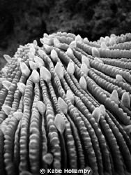 Fuji point and shoot, hard coral and polyps by Katie Hollamby 